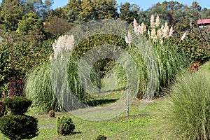 Two large Pampas grass or Cortaderia selloana perennial flowering plants growing like large bushes planted in home orchard
