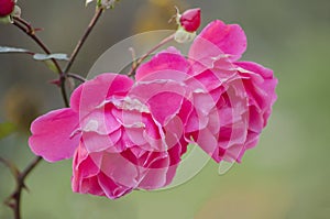 Two large pink flowers of a rose on a bush.