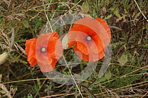 Two large poppies together