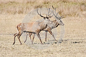 Two large red deer