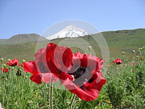 Two large red poppies on the background of the spring steppe, blue sky and snow-covered volcano Damavand in Iran. June 2007.