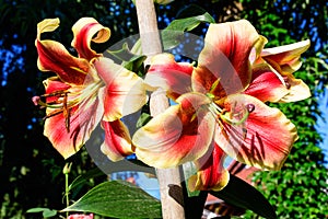 Two large red and yellow flowers of Lilium or Lily plant in a British cottage style garden in a sunny summer day, beautiful