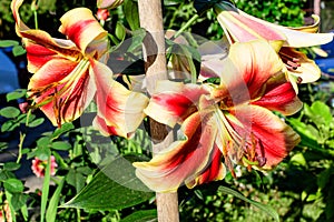 Two large red and yellow flowers of Lilium or Lily plant in a British cottage style garden in a sunny summer day, beautiful