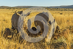 Two large rhinos grazing