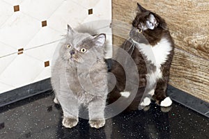 Two large Scottish straight Highland hair kittens