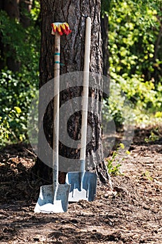 Two large shovels stand by the tree
