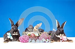 Two large and three small rabbits sitting beside Easter basket