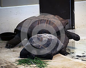Two large turtles eating grass