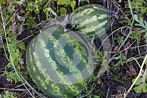 Two large watermelons grow in the garden