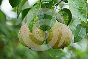 Two large wet green pears on a branch with leaves