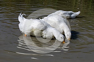 Two large white Aylesbury Pekin ducks with head below surface dabbling and searching for food