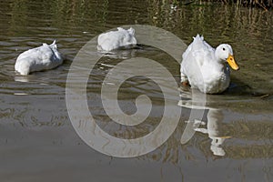 Two large white Aylesbury Pekin ducks with head below surface se