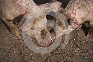 Two large white pigs in muddy field