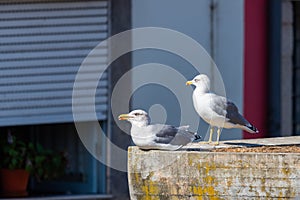 Two large white sea gulls on the background of a red tiled roof in the city of Porto. Portugal