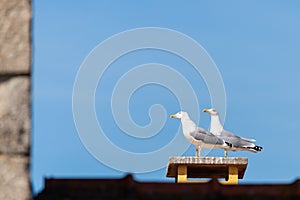 Two large white sea gulls on the background of a red tiled roof in the city of Porto. Portugal