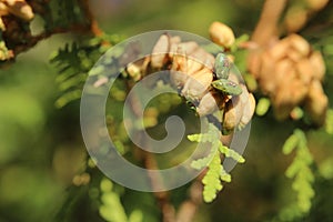 Two larvae of the juniper shield bug (Cyphostethus tristriatus) sitting on conifer