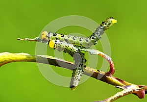 Two Larval Arge cyanocrocea feedling on a rose leaf