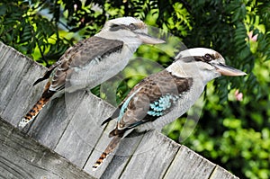 Two laughing kookaburra sit on a wooden fence