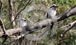 Two Laughing Kookaburras Dacelo novaeguineae on a branch