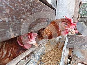 two laying hens in a coop.