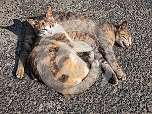 Two lazy cats sleep on the floor