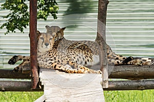 Two lazy cheetahs resting