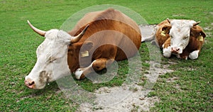 Two lazy cows sleeping in the grass