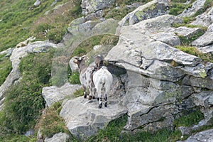 Two lcoal goats on top of Zillertal Austria Alps in summer