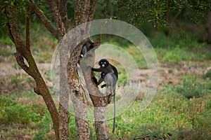 Two leaf monkeys climbing  the tree