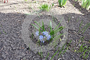 two-leaf squill with blue flowers in April