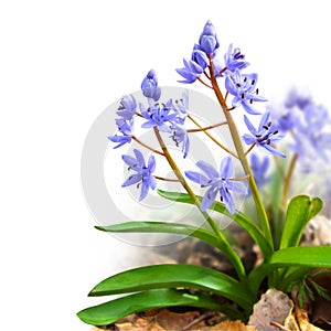 Two-leaf squill isolated on white photo