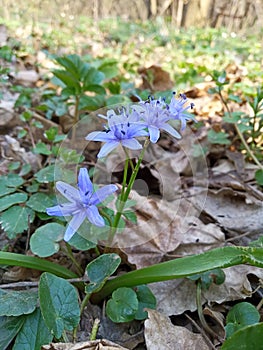 Two-leaf squill Scilla bifolia wild plant