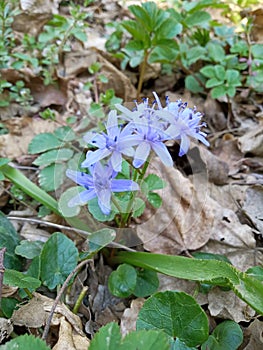 Two-leaf squill Scilla bifolia wild plant