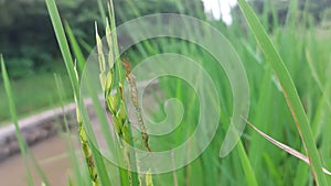 two Leafhoppers mating on a rice plant in a paddy field