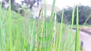 two Leafhoppers mating on a rice plant in a paddy field