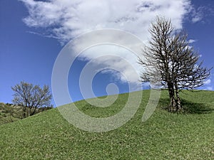 two leafy trees on the slope of a hill