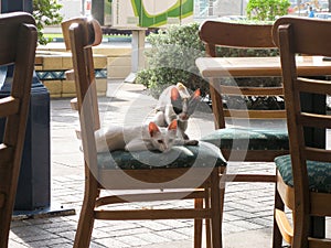 Two lean thin eastern eared cats resting on a chair