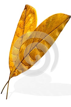 Two leaves