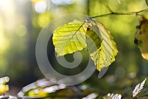 Two leaves of a beech