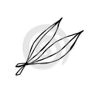 Two leaves of a doodle-style eucalyptus tree