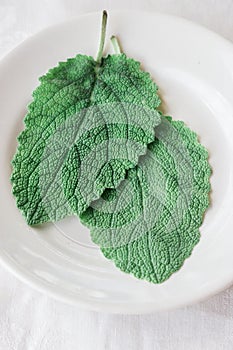 two leaves of fresh green sage on a white background. The concept of using herbs and spices at home.