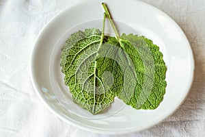 two leaves of fresh green sage on a white background. The concept of using herbs and spices at home.