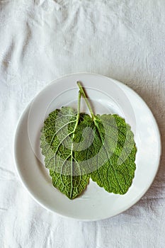 two leaves of fresh green sage on a white background. The concept of using herbs and spices at home.