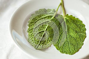 two leaves of fresh green sage on a white background. The concept of using herbs and spices at home.