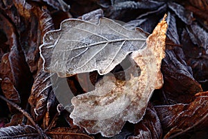 Two leaves of an oak in hoarfrost.