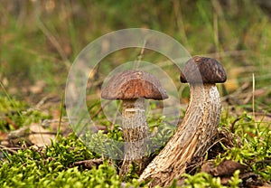 Two Leccinum scabrum growing in the forest.Horizontal