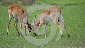 Two Lechwe locking horns and fight