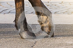 Two legs of a horse`s hoof, one leg raised above the surface.