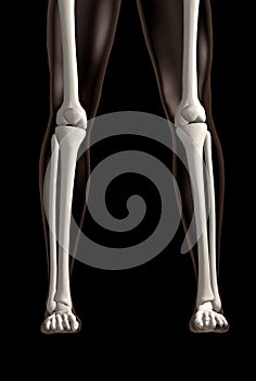 Two legs skeleton over black