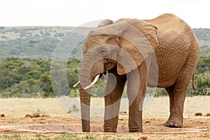 Two legs in the watering hole - Bush Elephant
